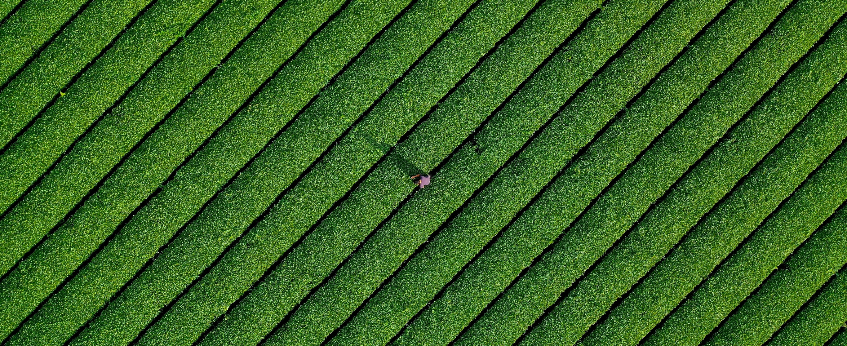 八万寿茶舗　茶園