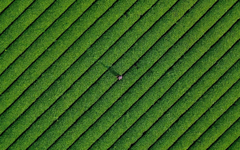 八万寿茶舗　茶園
