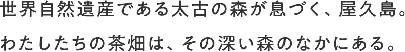世界自然遺産である太古の森が息づく、屋久島。わたしたちの茶畑は、その深い森のなかにある。