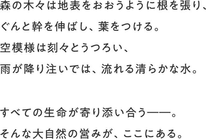 森の木々は地表をおおうように根を張り、ぐんと幹を伸ばし、葉をつける。空模様は刻々とうつろい、雨が降り注いでは、流れる清らかな水。すべての生命が寄り添い合う――。そんな大自然の営みが、ここにある。