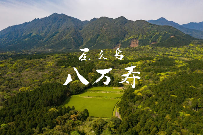 ブログ アーカイブ | 屋久島八万寿茶園